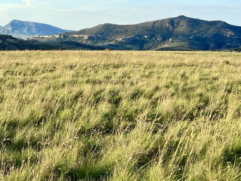 0 Bedroom Property for Sale in Fouriesburg Free State